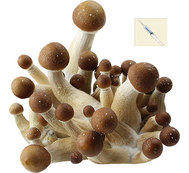 Psilocybe Cubensis Panama Spores Syringe